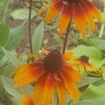 Rudbeckia hirtaFlor