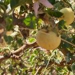 Solanum arundo Плод