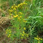 Hypericum perforatum Habit