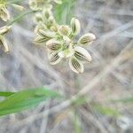 Lomatium triternatum Fruit