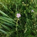 Spergularia rupicola Flower