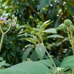 Solanum granuloso-leprosum Плод