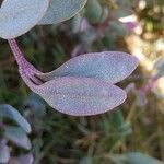 Atriplex portulacoides Blad