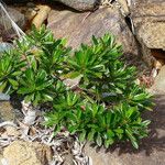 Hibbertia tontoutensis ᱛᱟᱦᱮᱸ