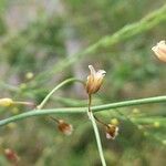 Asparagus officinalis Flor