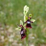 Ophrys insectifera Fula
