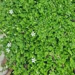 Arenaria balearica Hoja
