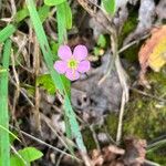 Sabatia angularis Кветка