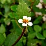 Bidens biternata Blomst