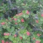 Euphorbia milii Цветок