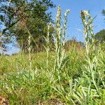 Omalotheca sylvatica Habit