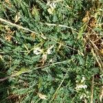 Astragalus greuteri Συνήθη χαρακτηριστικά
