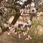 Prunus webbii