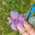 Ruellia humilisКветка