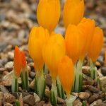 Crocus cvijicii