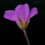 Geranium donianum Квітка