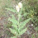 Astragalus alopecurus 形態