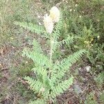 Astragalus alopecurus Habit