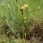 Ophrys lutea عادت داشتن