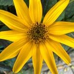 Helianthus occidentalis Flower