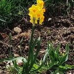 Narcissus jonquilla Flor