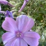 Phlox amplifolia 花