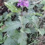 Verbena rigida Хабит