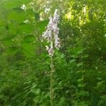 Aconitum septentrionale Flower