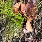 Carex alba Leaf