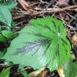 Rubus alceifolius Levél