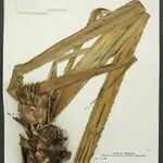 Bromelia tubulosa Fruit