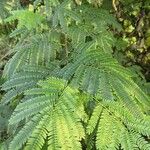 Mimosa tenuiflora Ліст