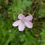 Geranium asphodeloides Flower