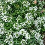 Lobularia maritima Habit