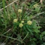 Epikeros pyrenaeus 花
