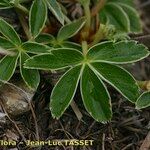 Alchemilla transiens Blatt