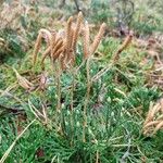 Lycopodium tristachyum Fruitua