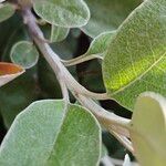 Brachyglottis greyi 樹皮