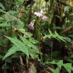 Acanthus montanus Other