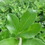 Vitex trifolia Leaf