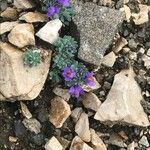 Linaria alpina Flor