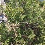 Juniperus phoenicea পাতা