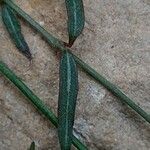 Ceropegia linearis Leaf