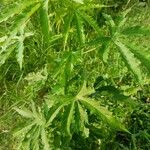 Hibiscus cannabinus Агульны выгляд