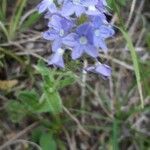 Veronica orsiniana Flower