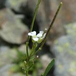 Cardamine resedifolia Flor