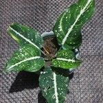 Aglaonema costatum Blatt