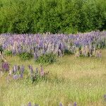 Lupinus polyphyllus Plante entière