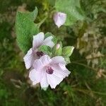 Althaea officinalis Квітка