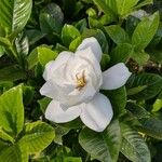 Gardenia jasminoides Blomst